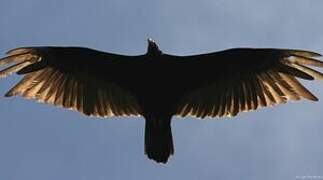 Black Vulture