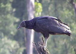 Black Vulture