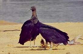 Black Vulture