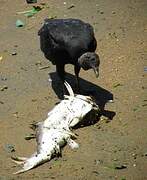 Black Vulture