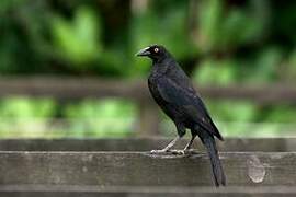 Giant Cowbird