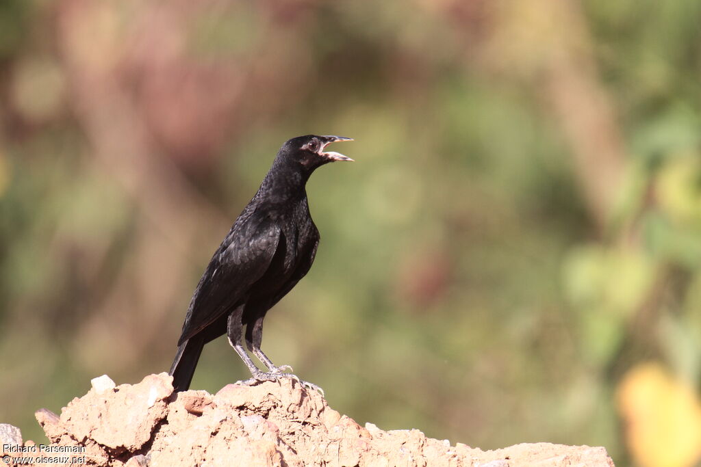 Giant Cowbird