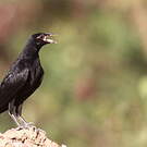 Vacher géant