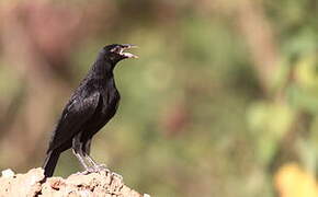 Giant Cowbird