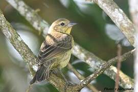 Shiny Cowbird