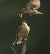 Shiny Cowbird