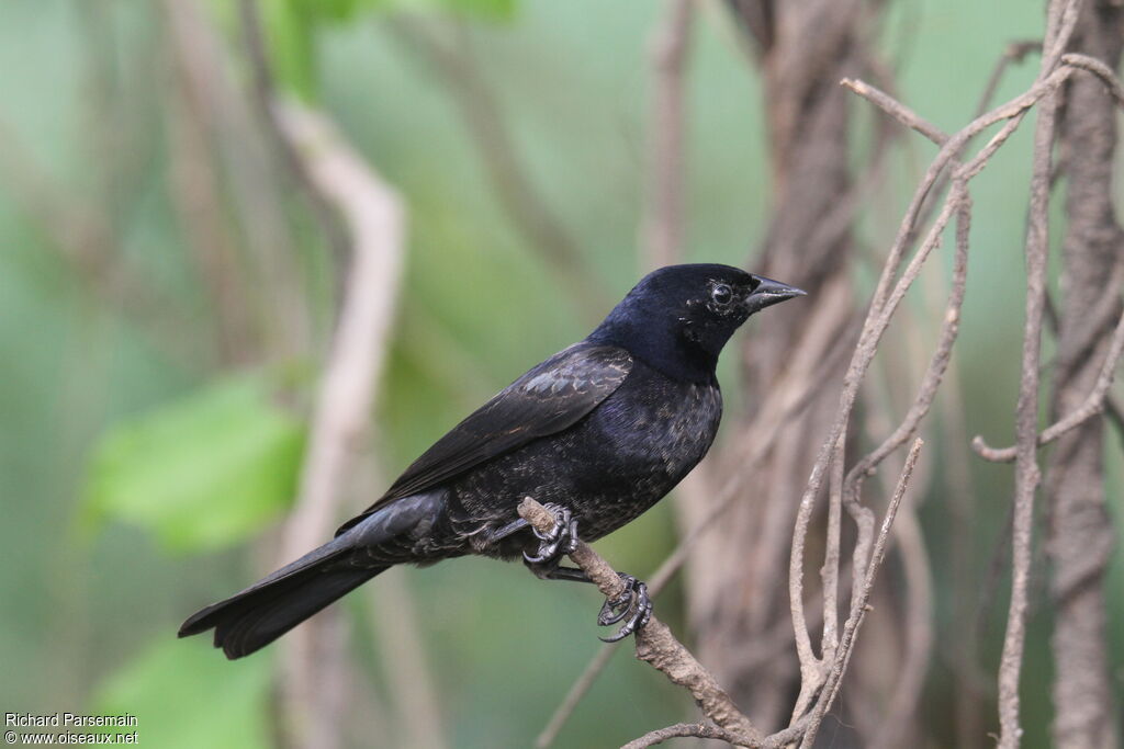 Shiny Cowbird