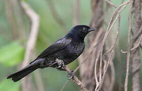 Shiny Cowbird