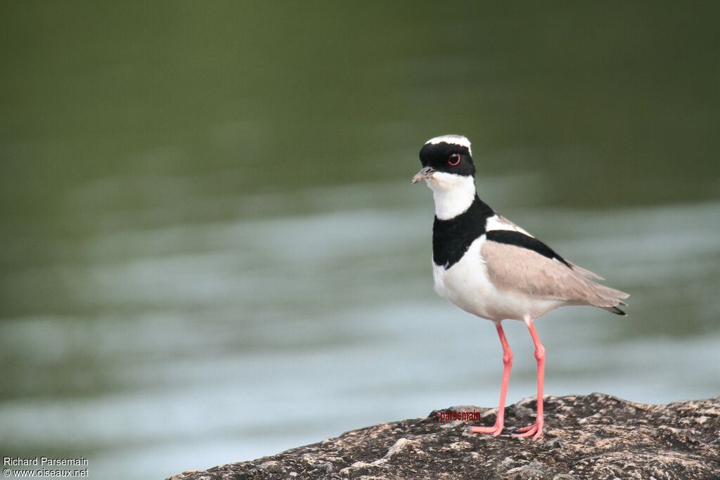 Pied Ploveradult