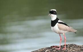 Pied Plover