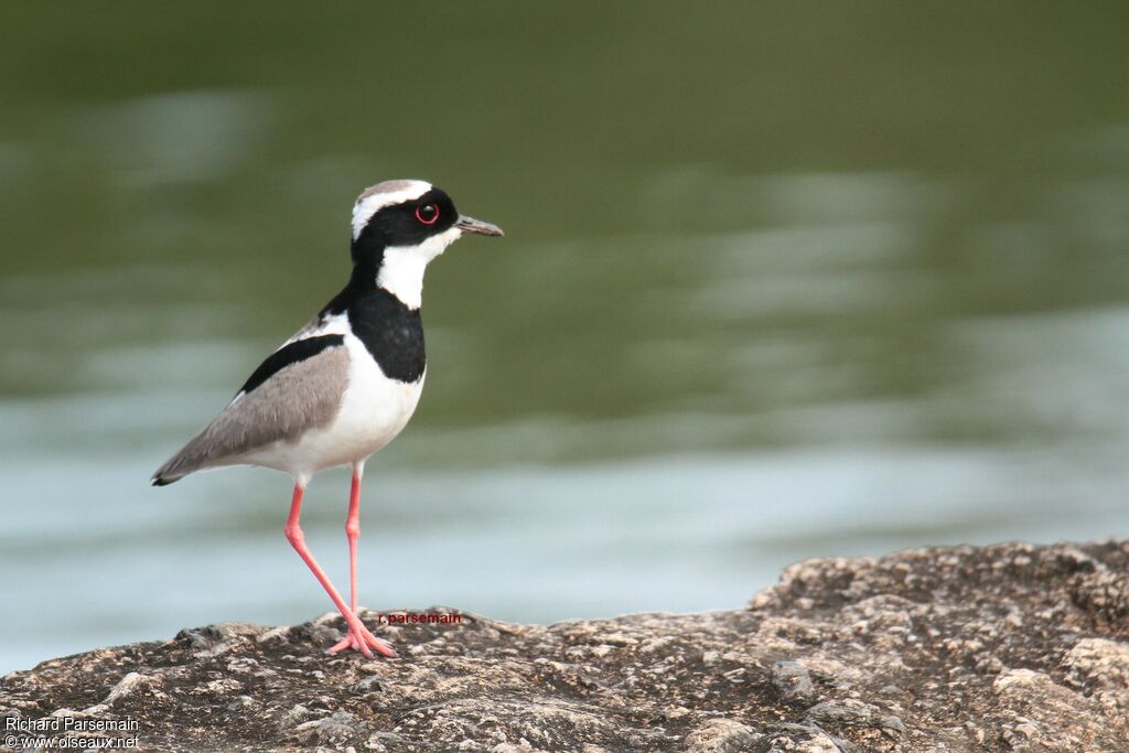 Pied Ploveradult