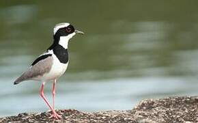 Pied Plover