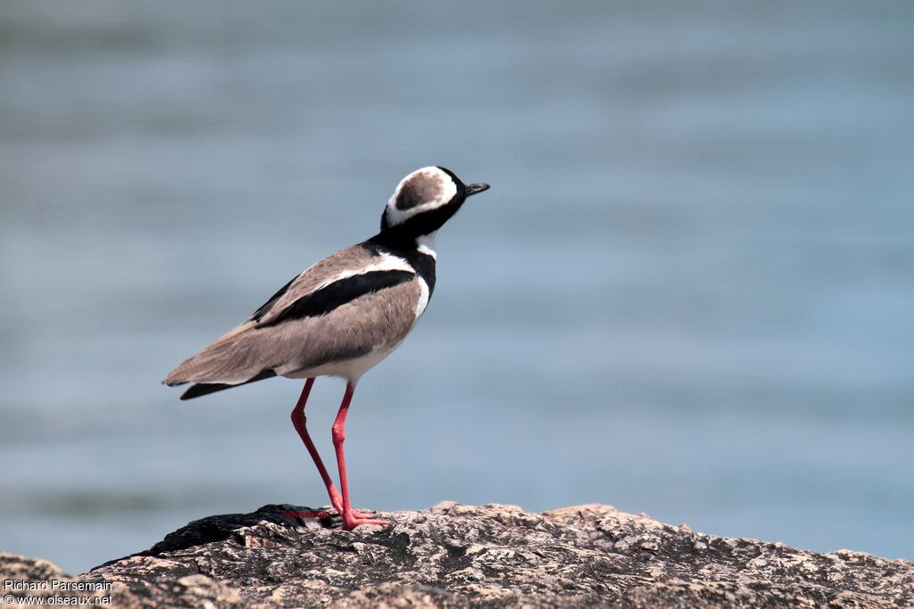 Pied Ploveradult