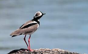 Pied Plover