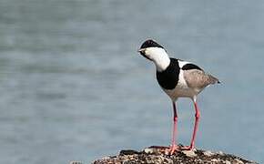 Pied Plover