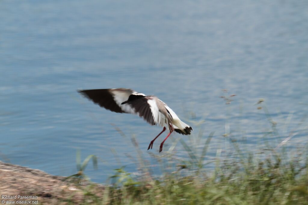 Pied Ploveradult, Flight