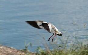 Pied Plover