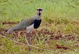 Southern Lapwing