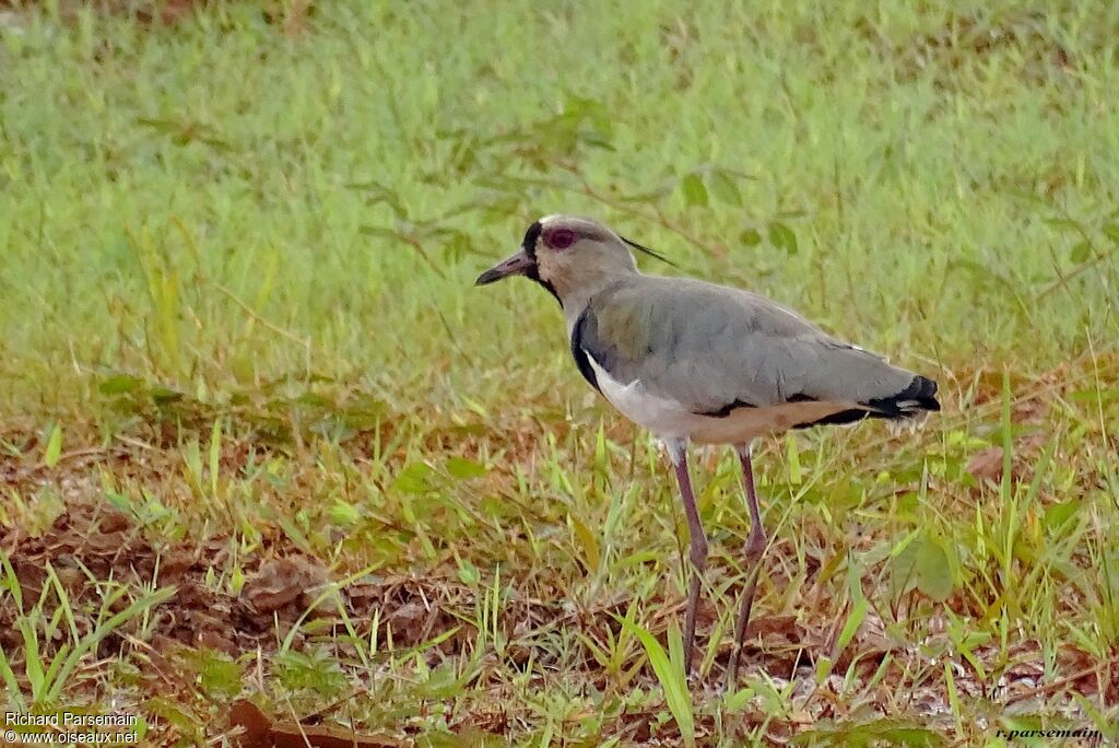 Southern Lapwingadult, walking