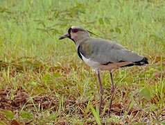 Southern Lapwing