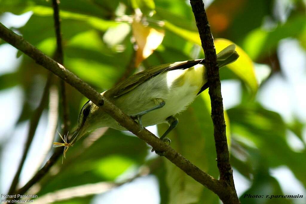 Black-whiskered Vireoadult, feeding habits, fishing/hunting