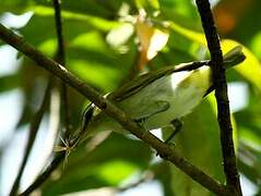 Black-whiskered Vireo