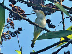 Red-eyed Vireo