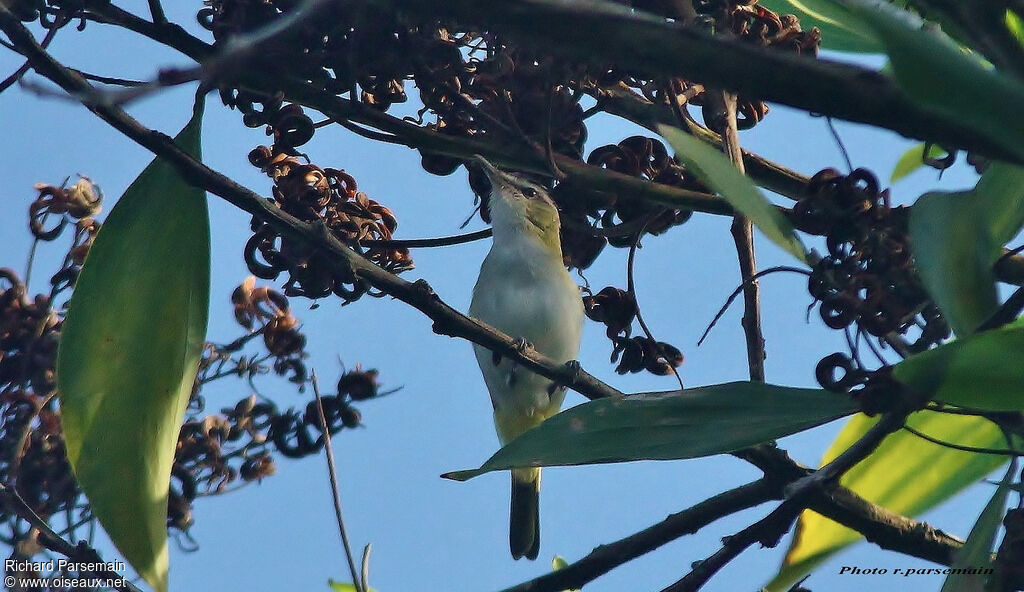 Red-eyed Vireoadult