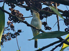 Red-eyed Vireo