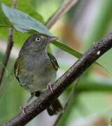 Grey-chested Greenlet