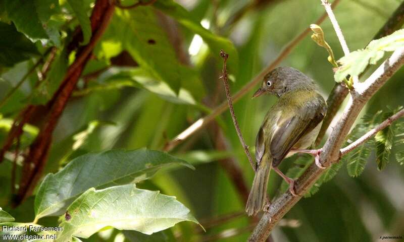 Grey-chested Greenletadult