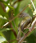 Grey-chested Greenlet