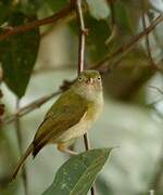 Grey-chested Greenlet