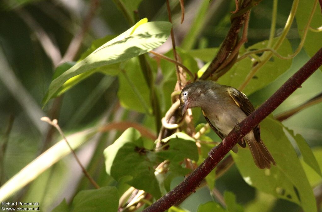 Grey-chested Greenletadult