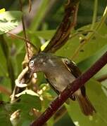 Grey-chested Greenlet