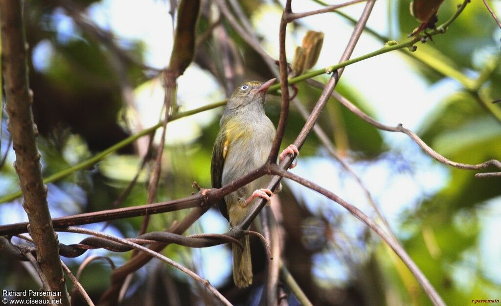 Grey-chested Greenletadult