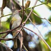 Grey-chested Greenlet