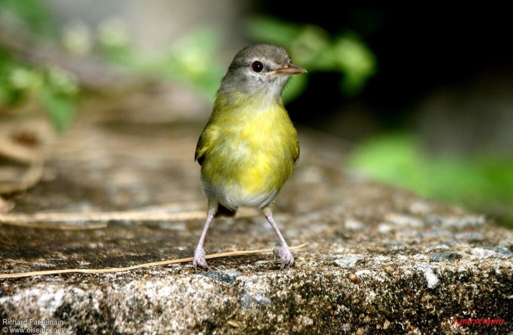 Ashy-headed Greenletadult