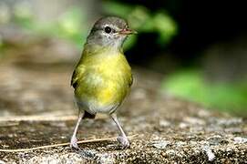 Ashy-headed Greenlet