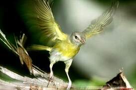 Ashy-headed Greenlet