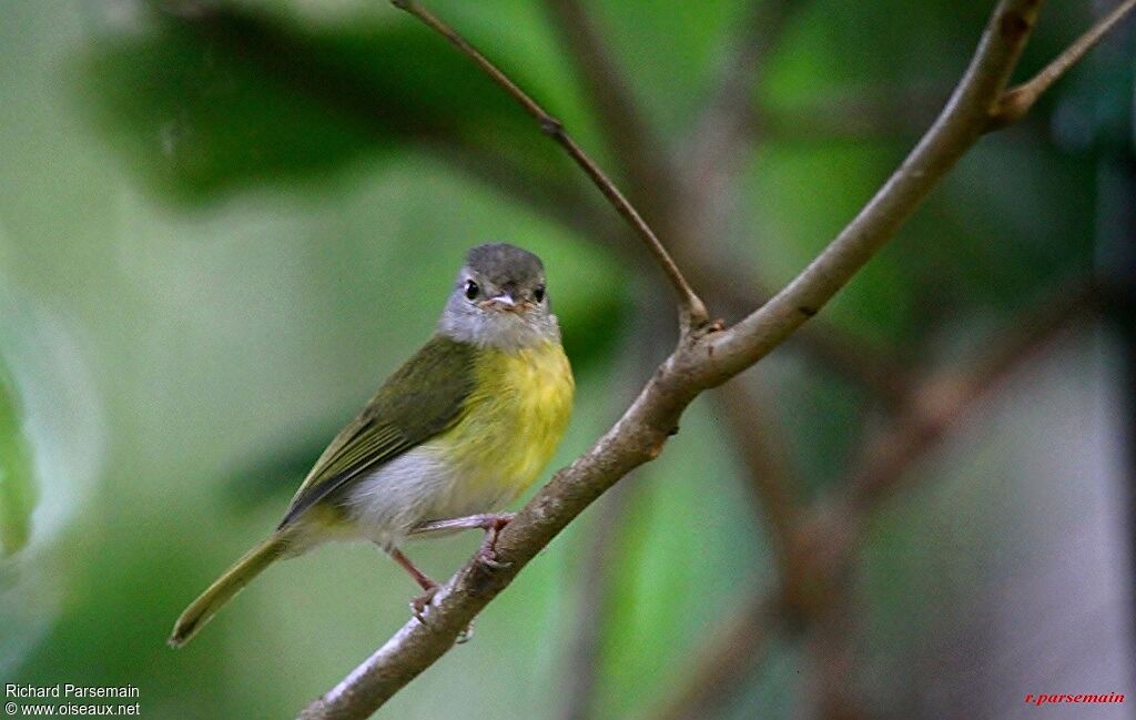 Ashy-headed Greenletadult