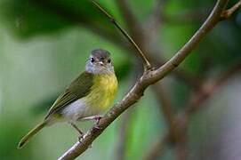 Ashy-headed Greenlet