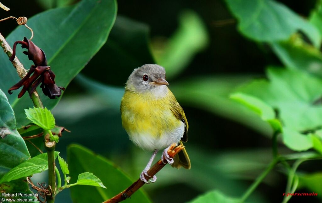 Ashy-headed Greenletadult