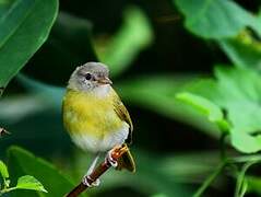 Ashy-headed Greenlet