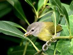 Ashy-headed Greenlet