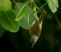 Ashy-headed Greenlet