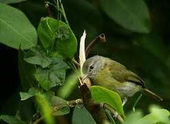 Ashy-headed Greenlet