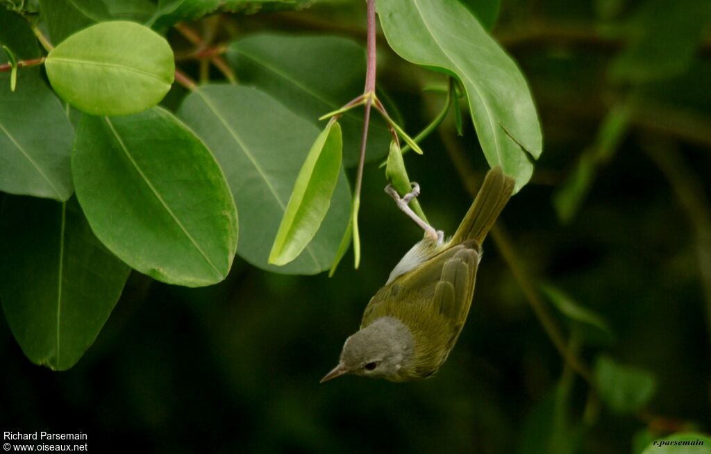 Ashy-headed Greenletadult