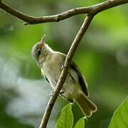 Buff-cheeked Greenlet