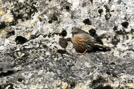 Alpine Accentor